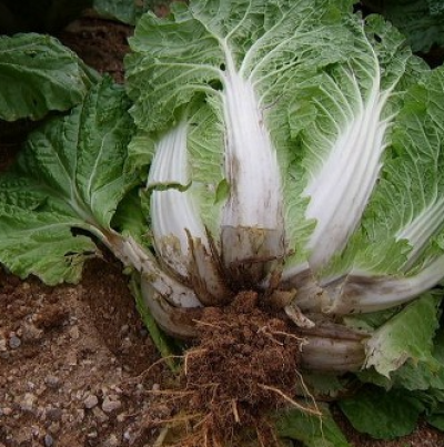 잎 갈라짐 증상(1)