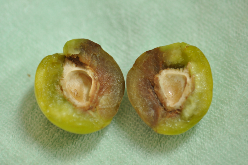 피해 과실 속 유충