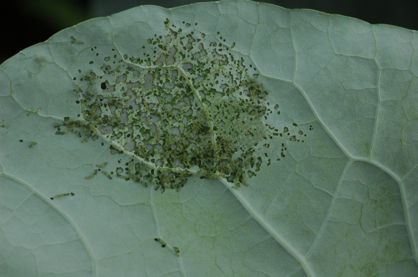 부화 유충 피해