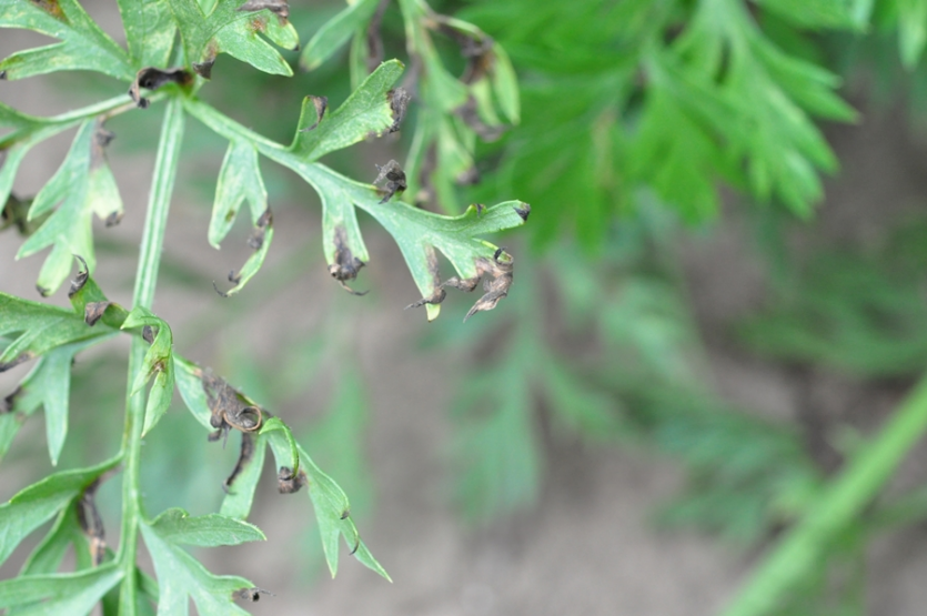 중기 잎끝마름과 달무리 현상
