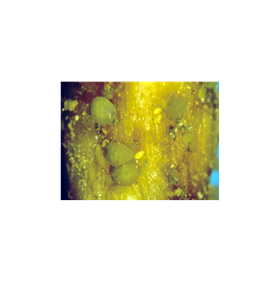 날개가 없는 성충(무시형)