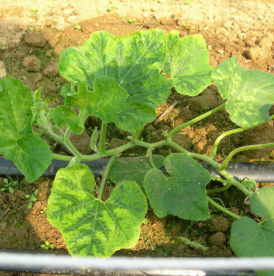 호박 CMV 잎 병징