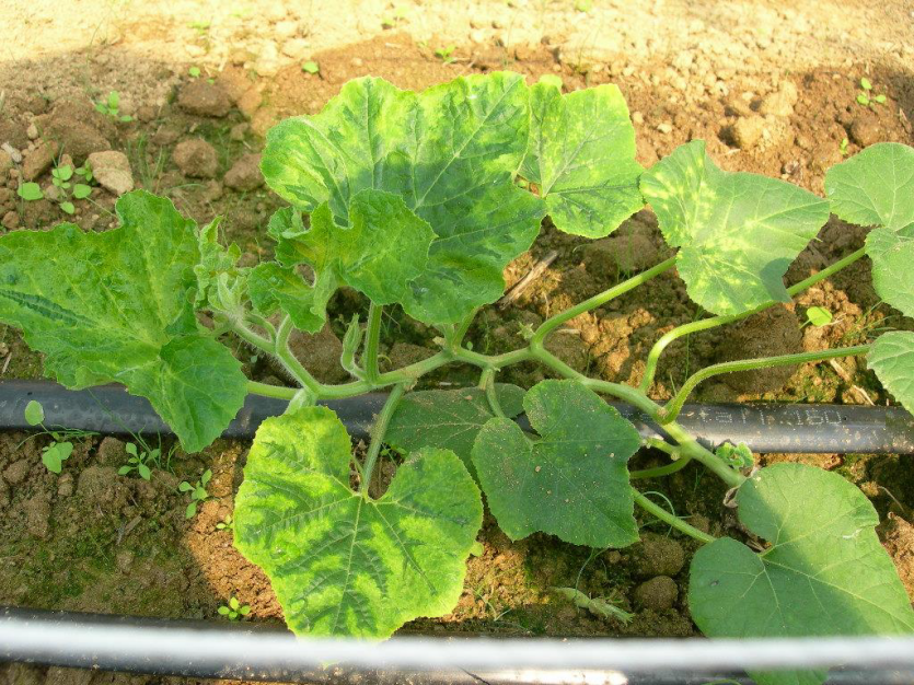 호박 CMV 잎 병징