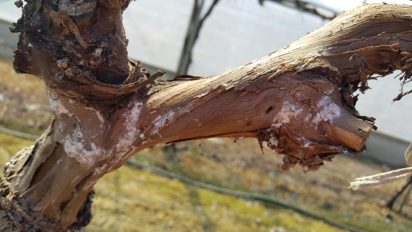 줄기의 거친 껍질 밑의 월동알