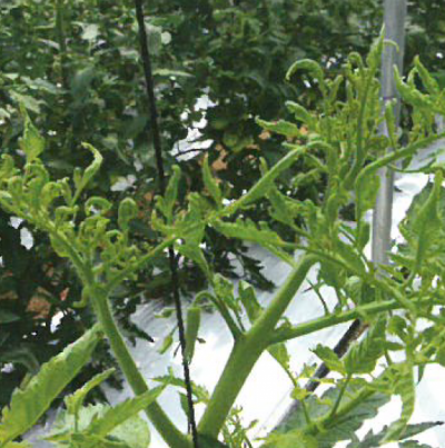 CMV 잎의 병징(고사리잎) 