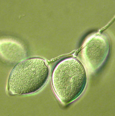 병원균(유주자낭)