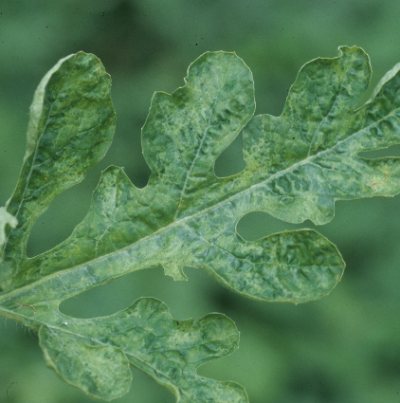 잎의 모자이크 병징