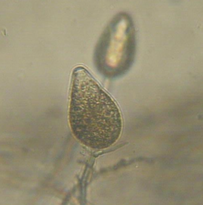 병원균(유주자낭)