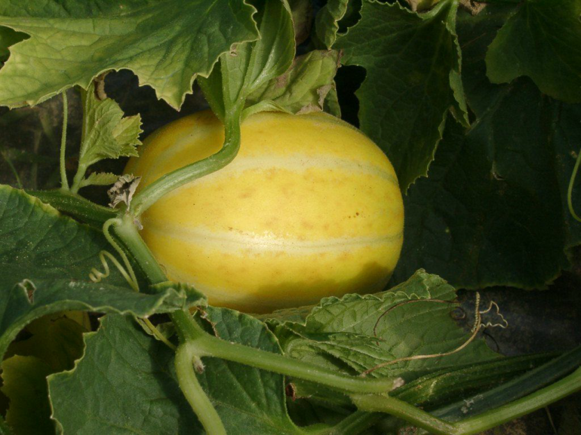 수분 부족 등에 따른 갈색반점