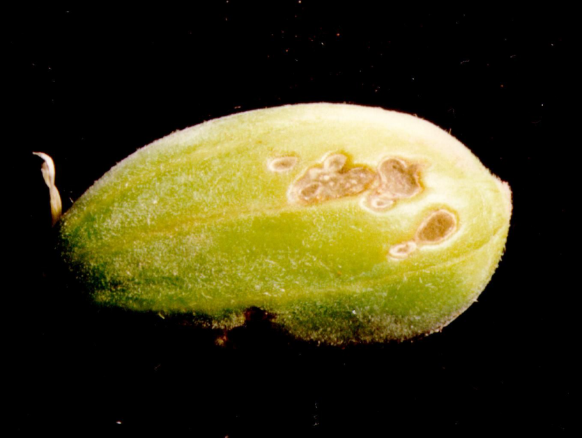 과실의 병징(흑녹색 곰팡이)