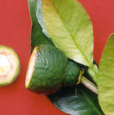 붕소 결핍 증상(일도베층 갈변)