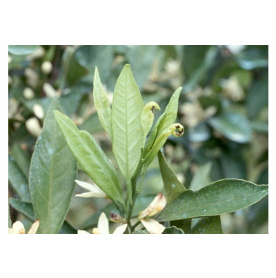 신초가 타는 증상