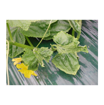 잎의 피해 증상(1)