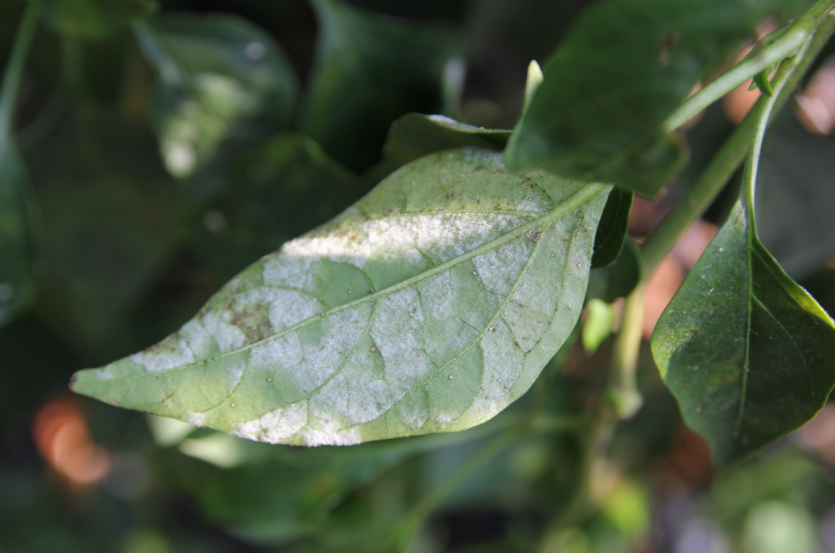  잎의 병징(뒷면)