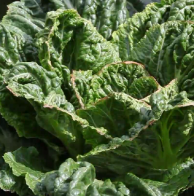 잎 끛 갈변 및 엽소(1)