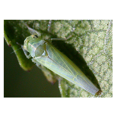 성충(정수리 점무늬)