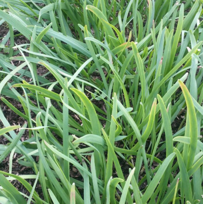 암모니아 가스 피해