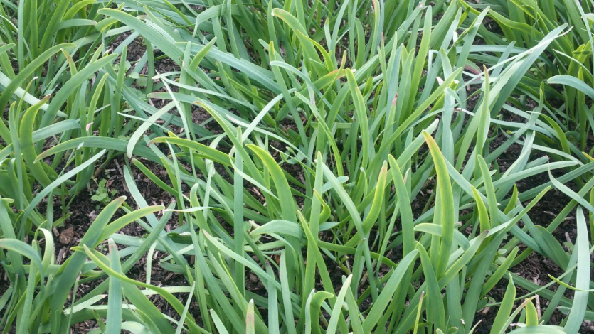 암모니아 가스 피해