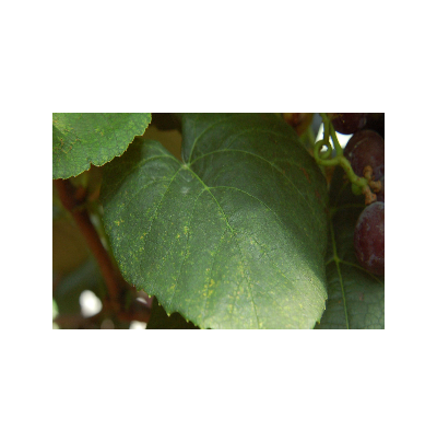 잎의 모자이크 증상