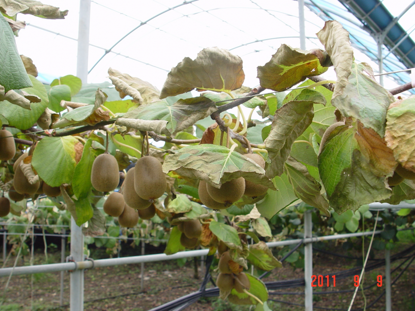 잎과 과실의 병징