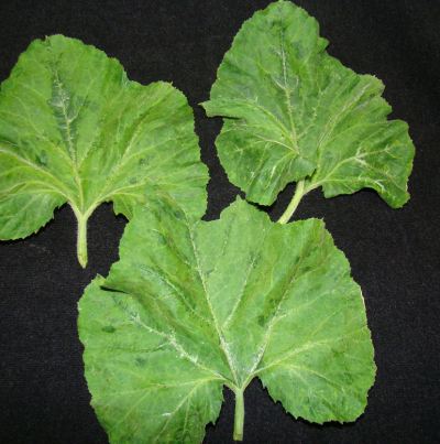 ZGMMV 잎 모자이크 증상