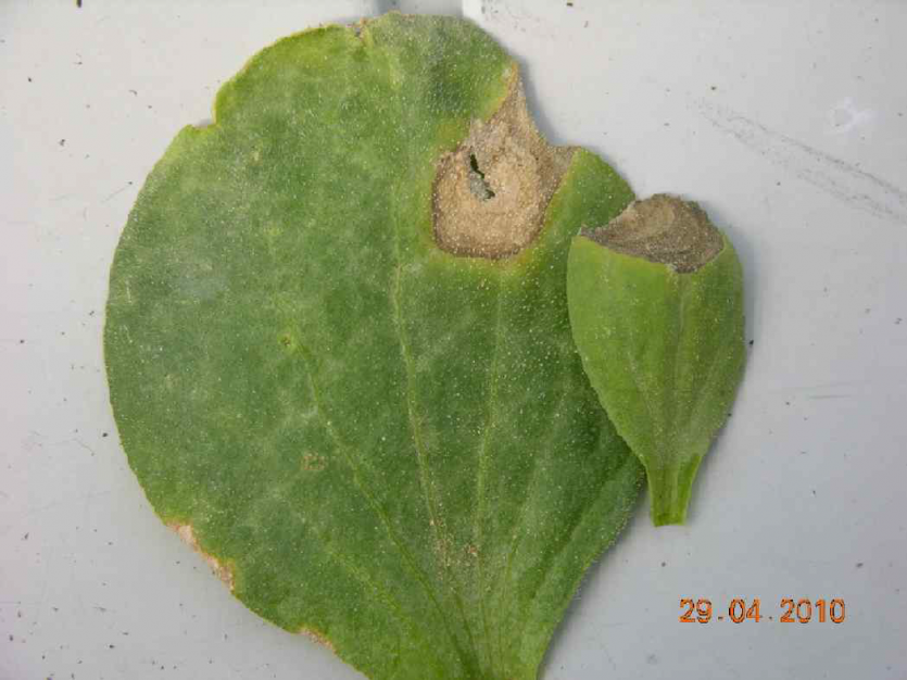 잎의 병징