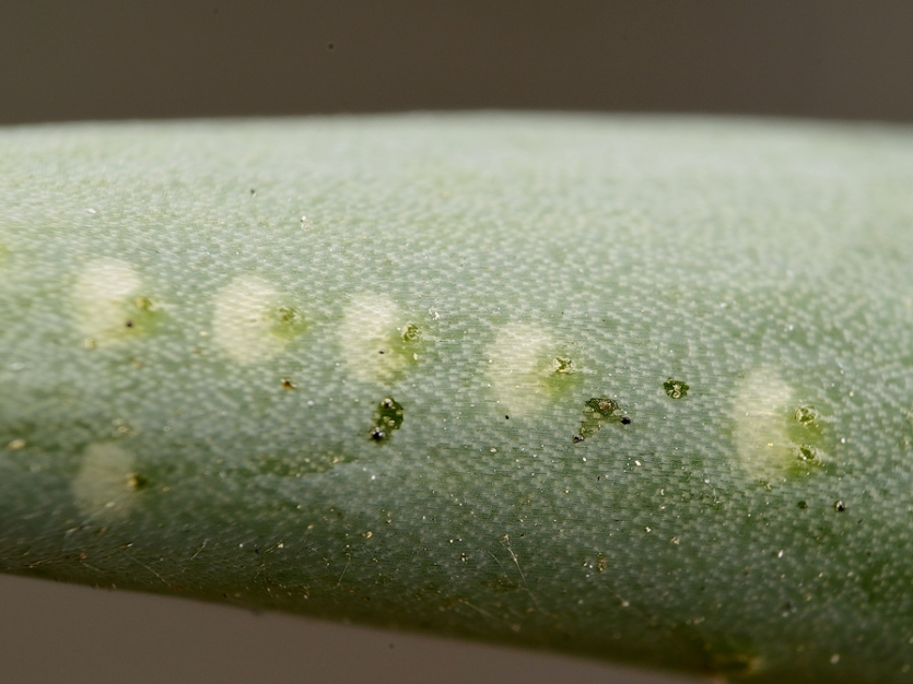 산란흔(상하 수직으로 일렬로 산란)