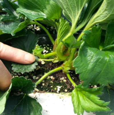 잎자루 생육 억제