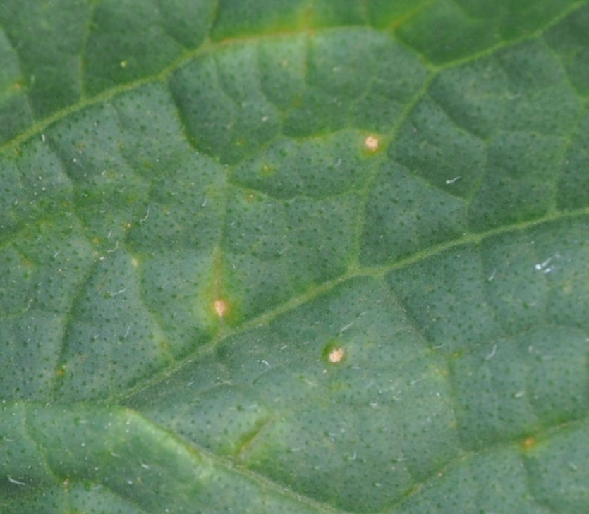 초기(갈색의 선명한 점)