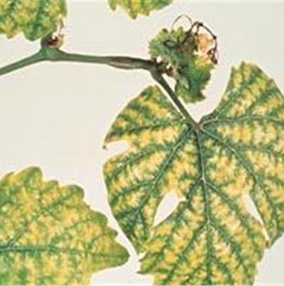 신초 고사 및 기형