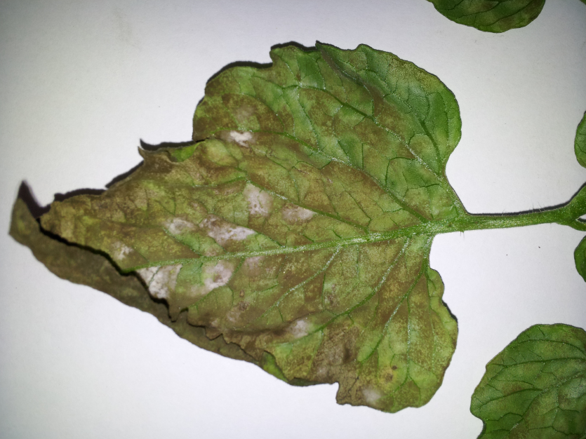 후기 병징(뒷면)