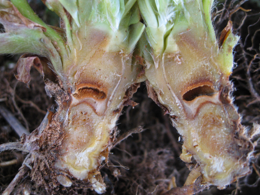 지제부 관부 공동