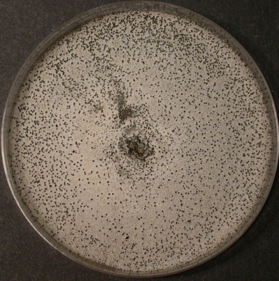 배지에 형성된 균핵