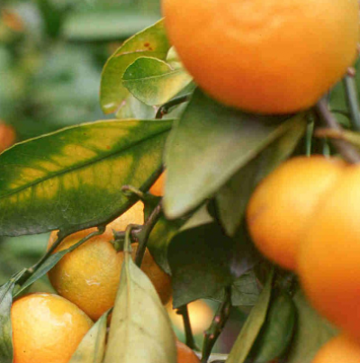 온주밀감 잎의 증상