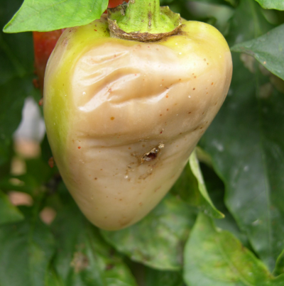 과실의 상처를 통해 발병된 무름병