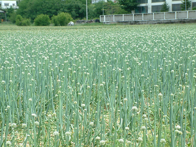 추대 발생 포장