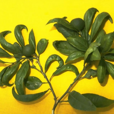 잎의 기형 증상