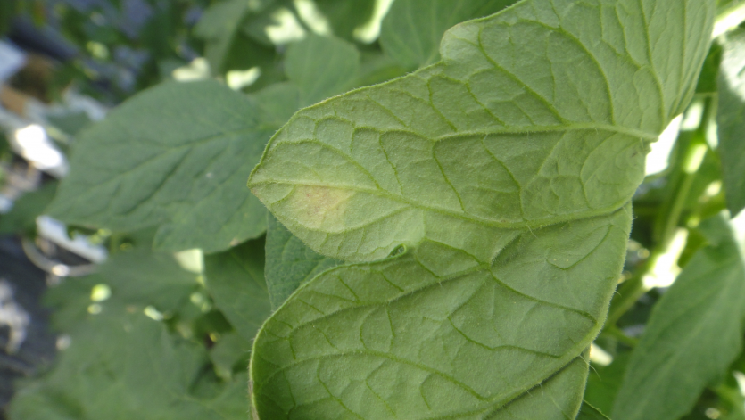 L. taurica의 뒷면 증상