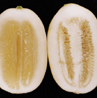 발효과와 정상과   