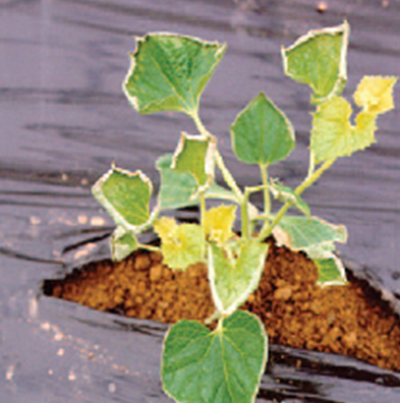 암모니아가스 피해