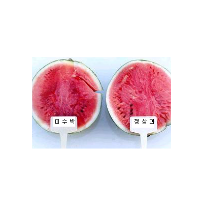 피수박과 정상과