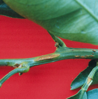 온주밀감의 가지와 과실의 증상