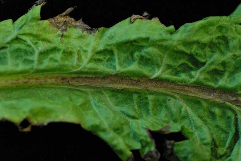 초기 잎끝 마름