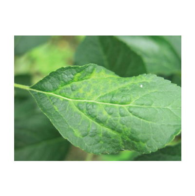 ASGV(5~6월경 엽맥을 따라 연두색으로 탈색)