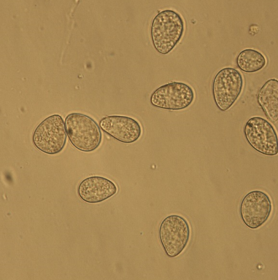 병원균(분생포자)