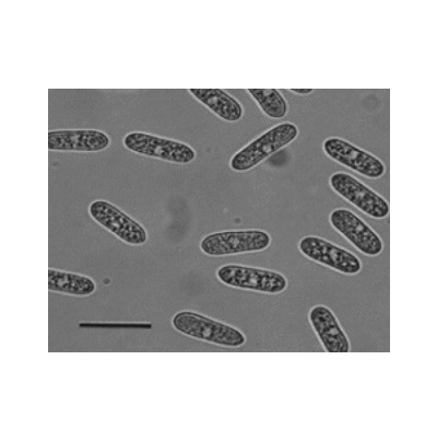 병원균(C. gloeosporioides)
