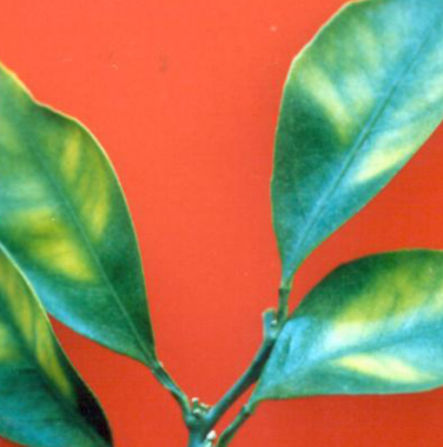 온주밀감의 결핍 증상