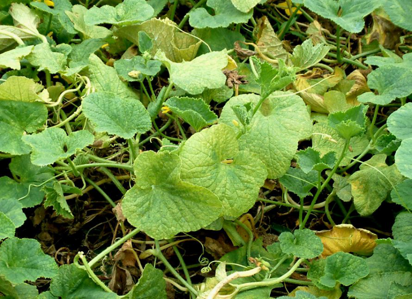 잎에 나타난 증상