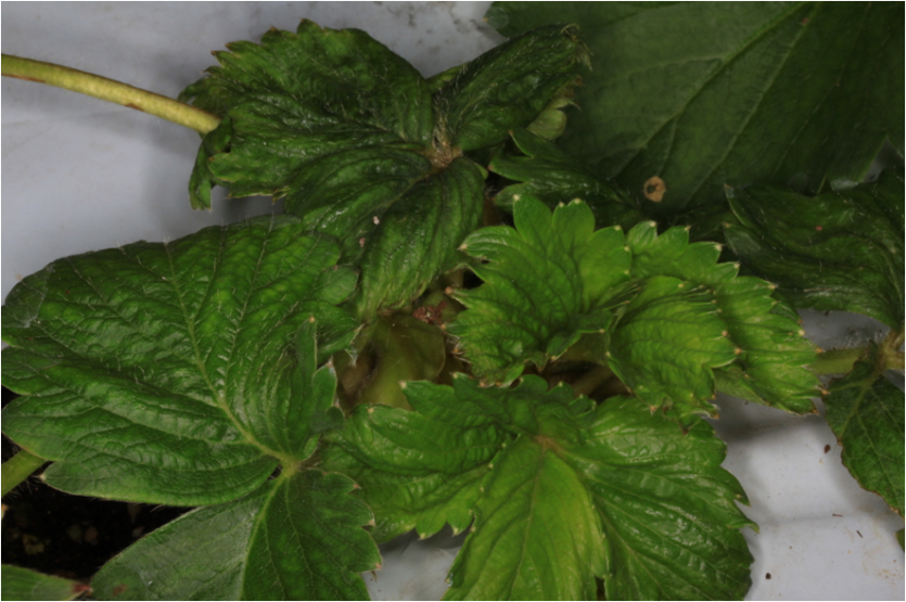 잎의 기형화 및 쭈그러짐