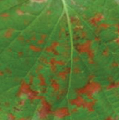 잎의 병징